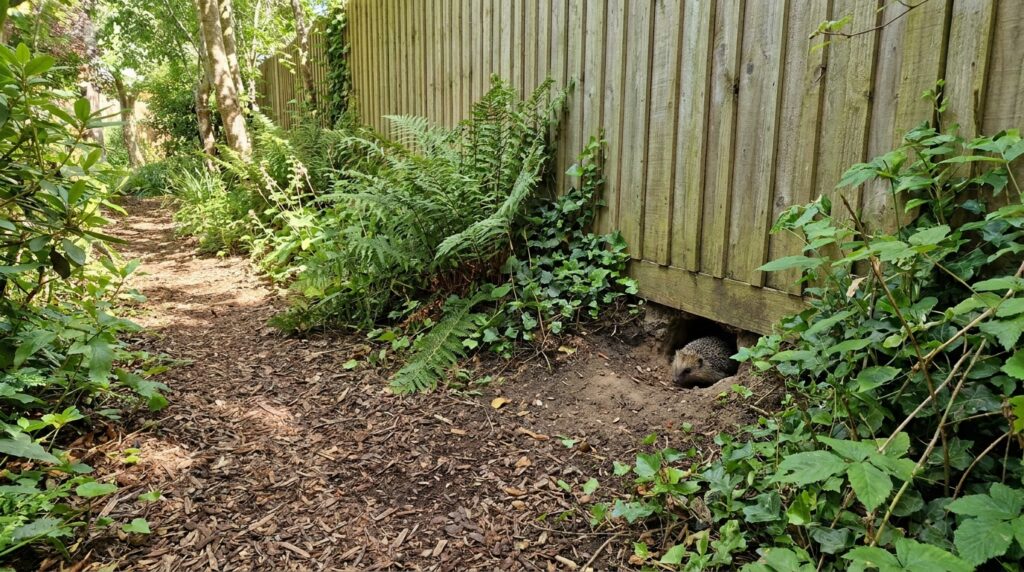 how to attract hedgehogs to garden, hedgehog friendly garden design, wildlife corridor backyard
